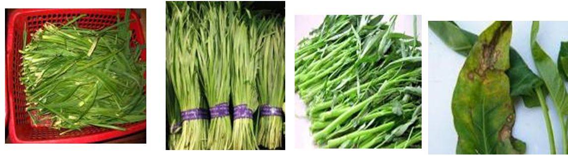 买菜选菜指南